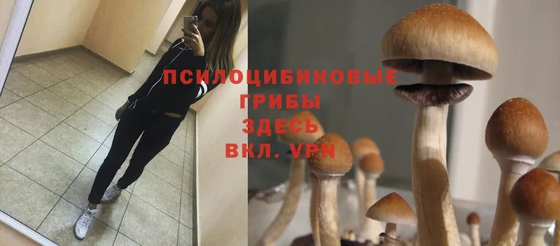 Галлюциногенные грибы Psilocybe  Бабушкин 